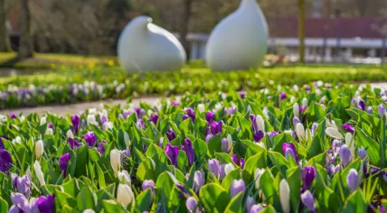 Crocuses blooming in the Keukenhof in Lisse, 18 March 2025