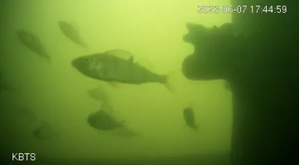 A school of European Perch swim past a Fish Doorbell camera in the Weerdsluis in Utrecht. 7 June 2023
