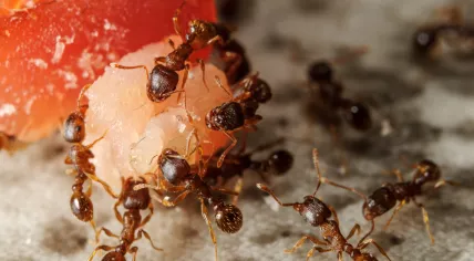 Group of ants on piece of food