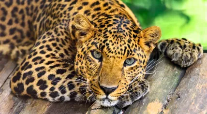 Leopard.