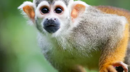 Squirrel monkey