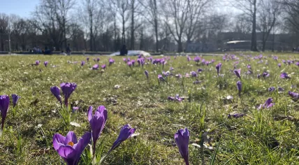 Flowers in the sunshine at the Oosterpark, Amsterdam, March 7, 2024