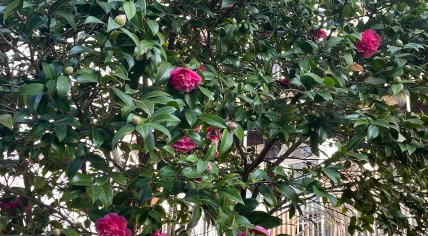 Spring flowers in Amsterdam, March 2025