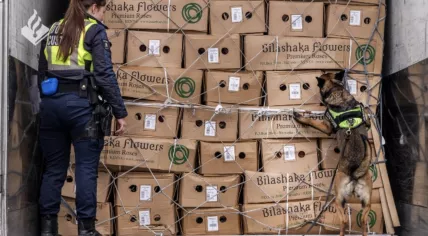 Authorities uncovered eight illegal workers and multiple ties between the transport sector and organized crime during a large-scale inspection at Royal FloraHolland on March 10-11, 2025.
