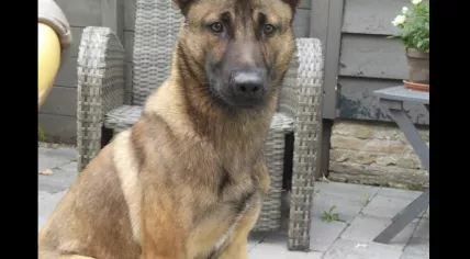 German Shepherd Odin died from cocaine poisoning.