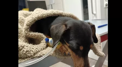 Puck, the puppy, survived the cocaine poisoning.