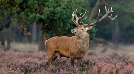 A red deer.