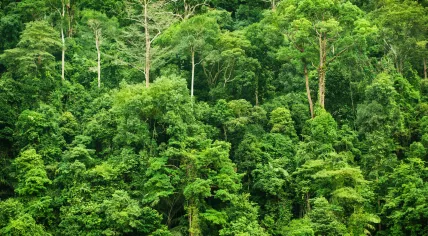 Tropical rainforest in Malaysia.