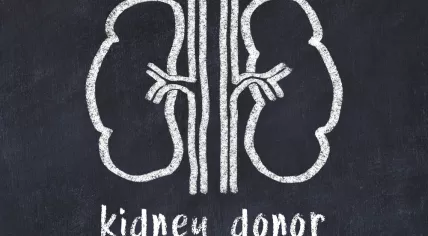 Chalk drawing of human kidneys and medical term kidney donor. Concept of learning medicine