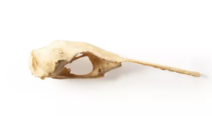A nearly intact 13th-century heron skull, from a species reportedly consumed by nobility at the time, found in a waste cellar during excavations at the Binnenhof in The Hague, April 7, 2025.