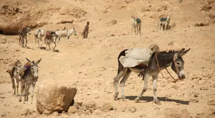 A line of donkeys working near the tenple of Luxor in Egypt