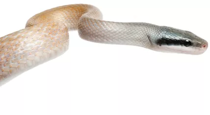 Beauty Rat Snake in front of white background