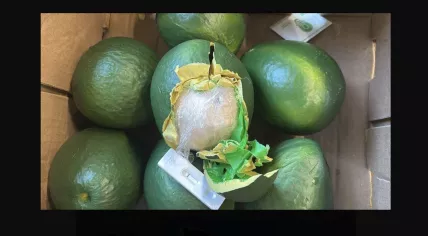 Customs seize 633 kilograms of cocaine hidden in fake avocados at the Port of Rotterdam, April 21, 2025.