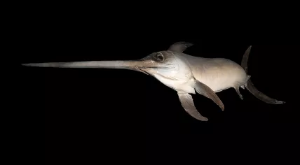 Swordfish, Xiphias gladius Linnaeus