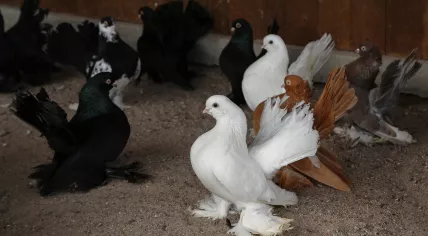 Privately kept pigeons
