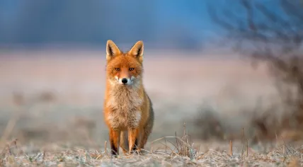 A fox