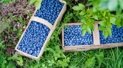 Blueberries plant with fruits, organic plantation of blueberries