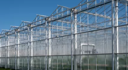 All seasons fresh vegetables, fruits and flowers, agriculture in Netherlands, big modern greeenhouses in Westland, exterior view