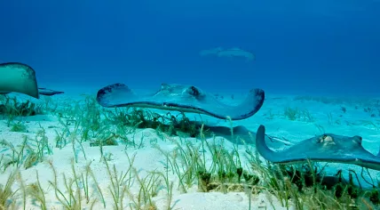 A group of stingrays swimming in the ocean