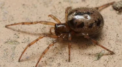 Enoplognatha mandibularis spider