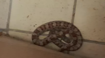 1.2 meter-long rat snake found in a Lelystad home, 20 June 2025