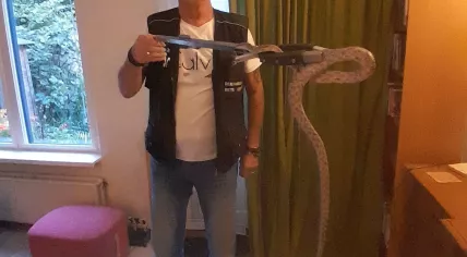 1.2 meter-long rat snake found in a Lelystad home, 20 June 2025