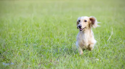 A dachshund in the grass