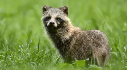 Raccoon dog standing in grass