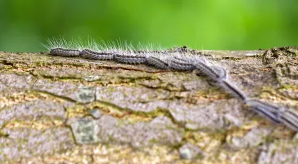 Oak processionary caterpillar