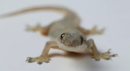 A gecko