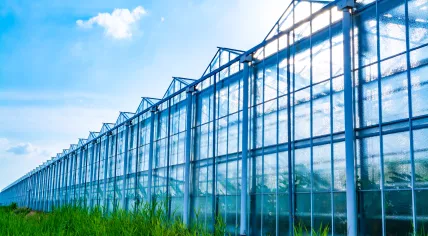 A greenhouse