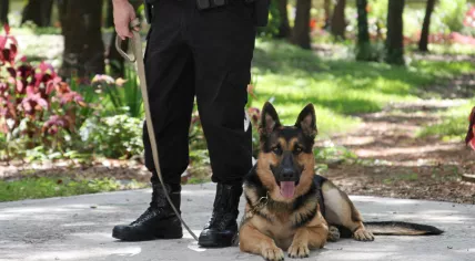  A police officer with a service dog.