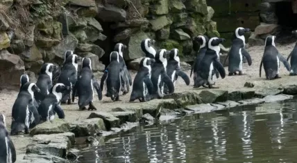 African penguins at Beekse Bergen in Hilvarenbeek