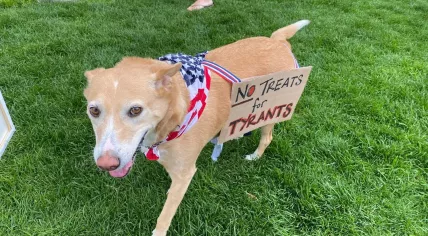 A dog carries a banner at ‘No Tyrants’ rally in Amsterdam against Trump’s ‘authoritarian overreach’.