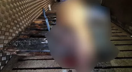 Blurred image of the pig carcass discovered by the NVWA during a raid on a farm on May 23 in Gelderland.
