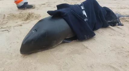Porpoise calf found between Bergen and Egmond aan Zee, 6 July 2025
