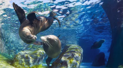 California sea lions