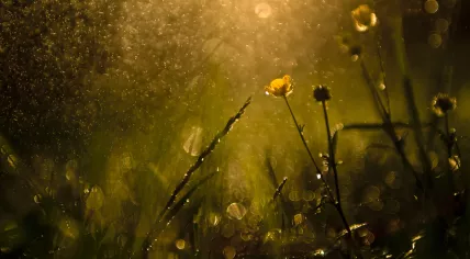Wildflowers after the rain