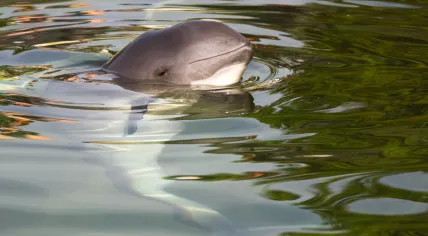 Porpoise calf 