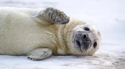 A seal pup in nature