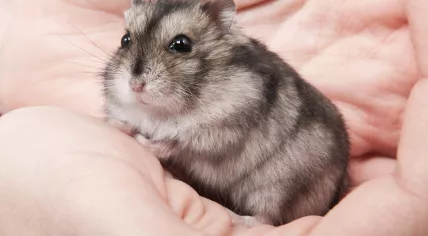 Dwarf hamster