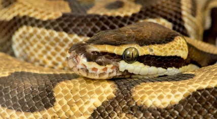 Close-up of a royal python    