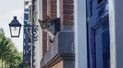 Happy city cat sitting in a window in Amsterdam 