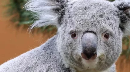 Koala at Ouwehands Dierenpark in Rhenen