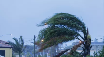 Palm trees sway under powerful winds