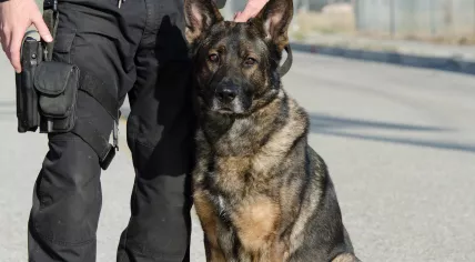 Police dog with its handler 