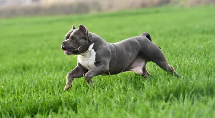 American buldog