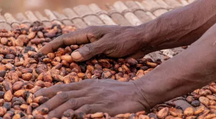 Drying cocoa beans