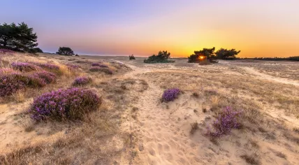 Heathland in the National Park Hoge Veluwe. 