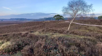 The Renderklippen heathland in the Veluwe forest, in December (municipality of Heerde, the Netherlands).
